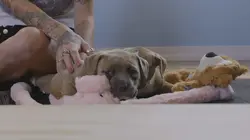 Pitbulls et prisonniers Enfin libre