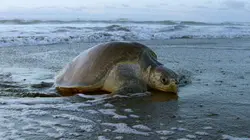 Planète hostile Sous l'océan en streaming