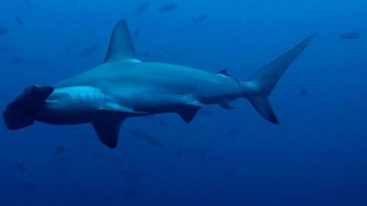Plongée sur l'île aux requins