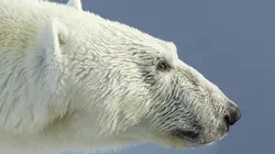 Prédateurs E06 A la merci des saisons