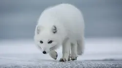 Prédateurs E06 A la merci des saisons