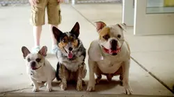 Pups United : supporters de choc