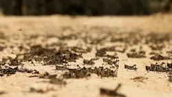 Drôle de nature Fête de criquets