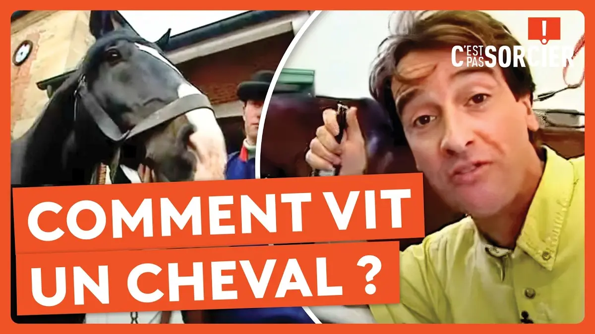 Video Comment Faire La Moure Avec C Est Pas Sorcier