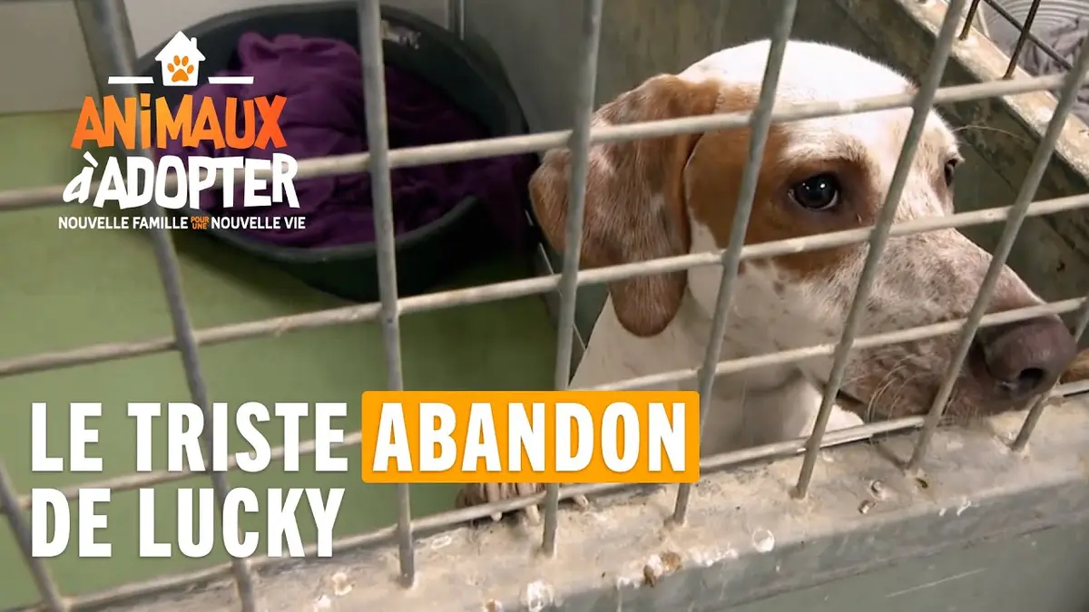 Replay Animaux à adopter : nouvelle famille pour une nouvelle vie du 22