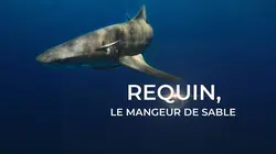 Requin, le mangeur de sable replay
