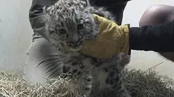 Révélations Animaux sauvages : plongée au coeur des zoos