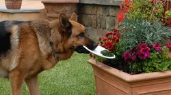 Rex S12E04 Hara-kiri