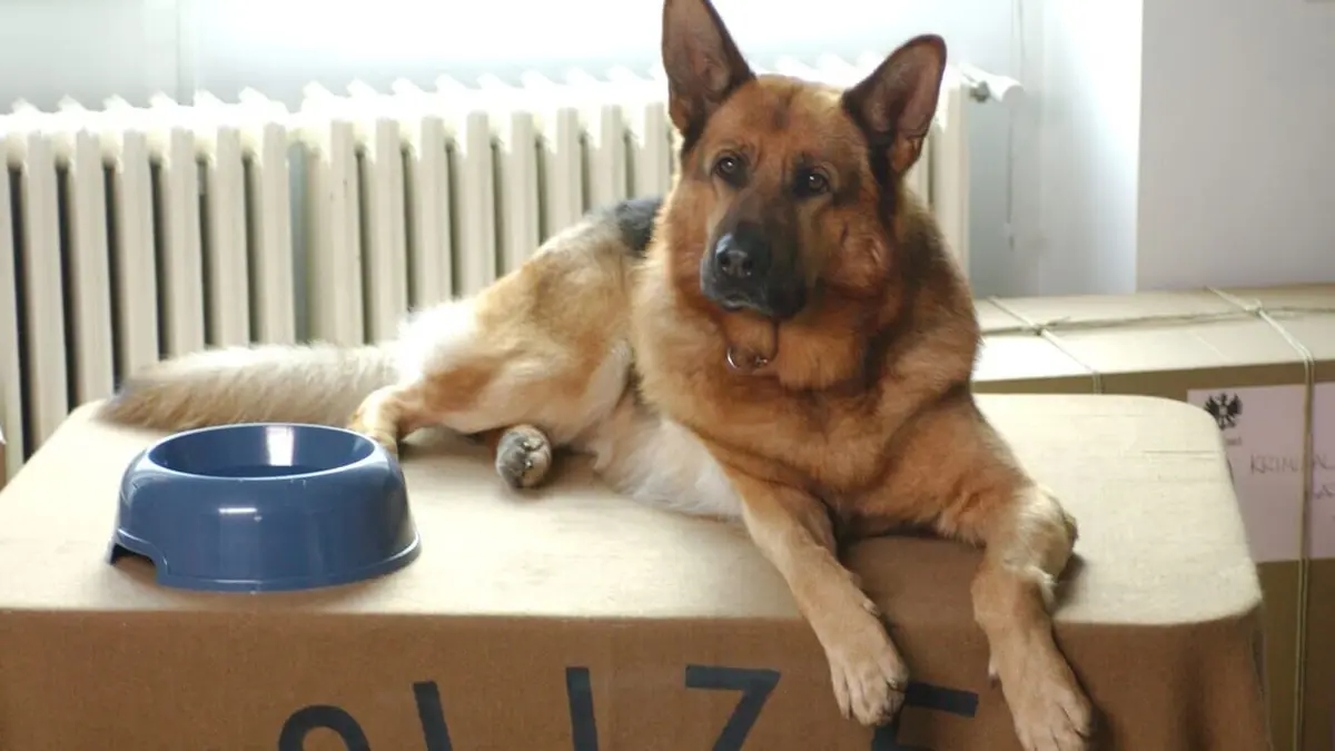 Rex S17E08 La couleur de l'eau en streaming