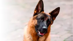 Rex, chien flic en streaming