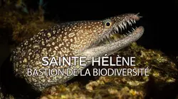 Sainte-Hélène, bastion de la biodiversité