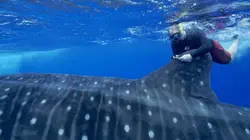 Sainte-Hélène, bastion de la biodiversité