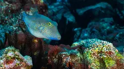 Sainte-Hélène, bastion de la biodiversité