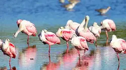 Casting Sentinelles de la nature Floride