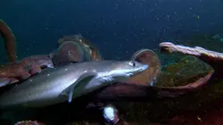 Shark Vs Predator