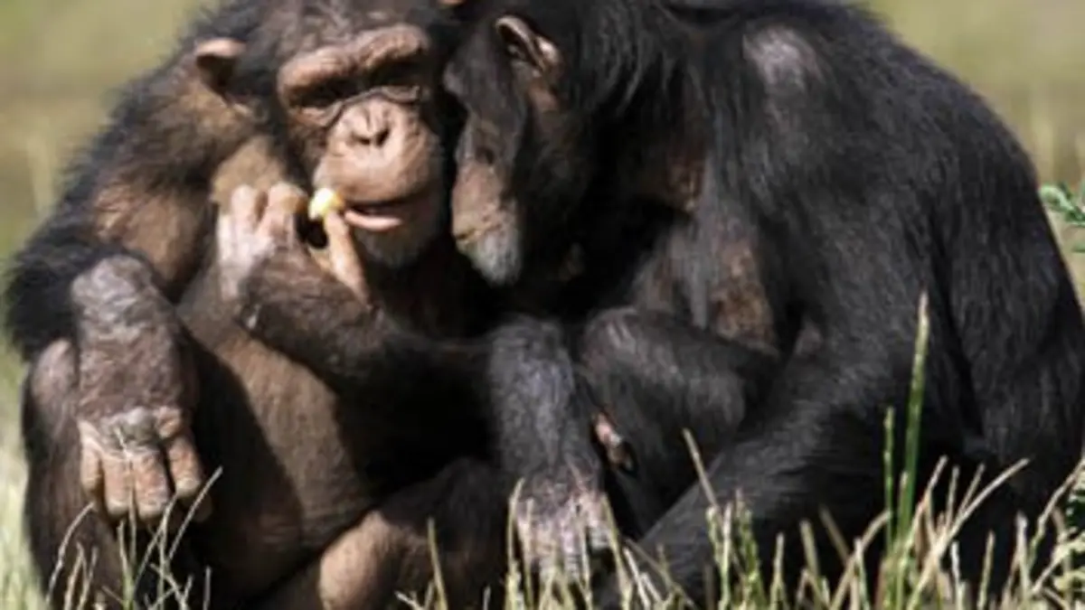 Si l'évolution m'était contée E07 La communication