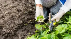 Silence, ça pousse !