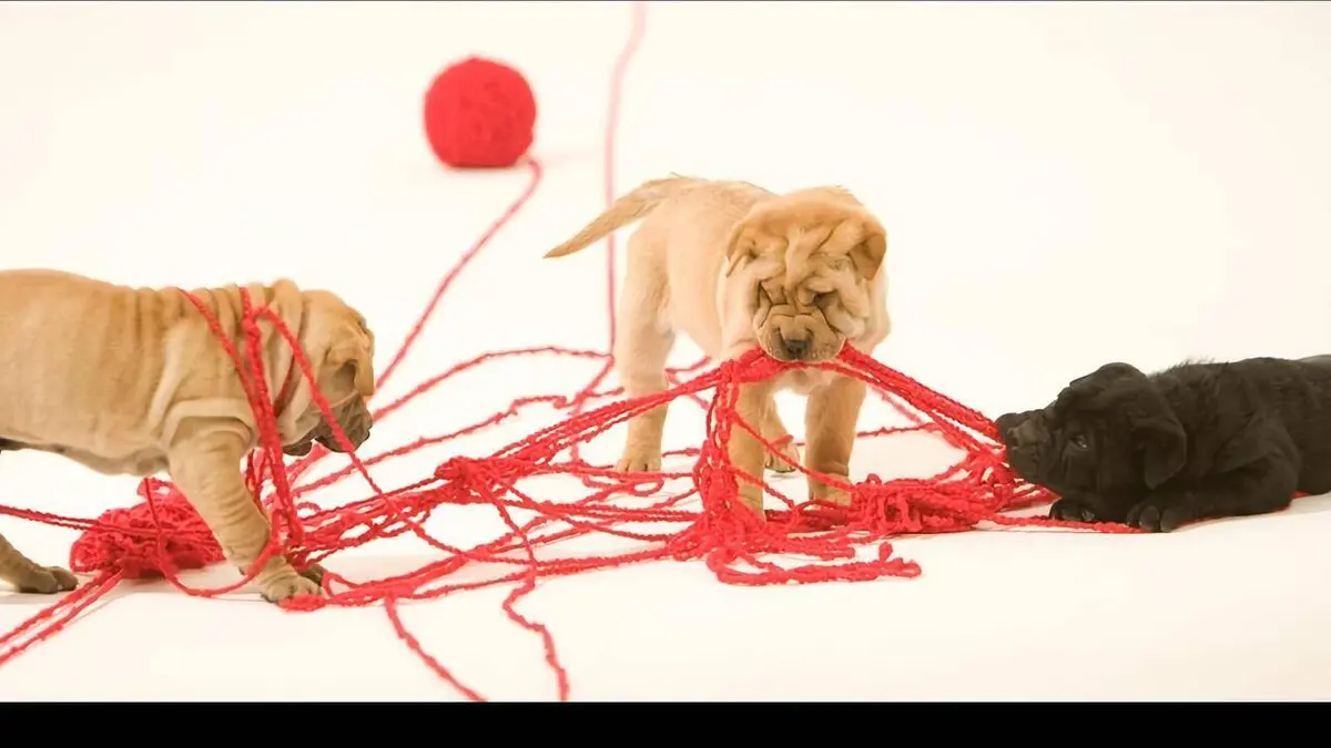 Casting SOS mon chiot a besoin d'aide !