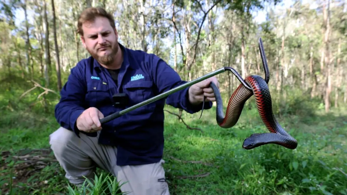 Casting SOS Serpents