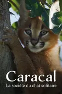 Affiche Casting Caracal : La société du chat solitaire
