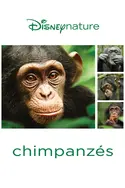 Affiche Casting Chimpanzés