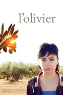 Affiche L'olivier en streaming