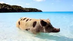 Visuel de Super cochon
