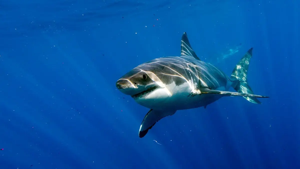 Casting Survivre aux requins : mode d'emploi