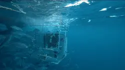 Thalassa, aventures extrêmes Dans l'ombre du requin blanc