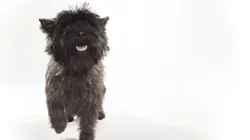 Too Cute Amis pour la vie