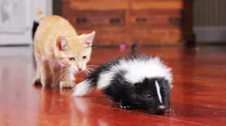 Too Cute Chats de maison, Savannahs et Sibériens