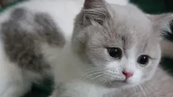 Too Cute Amis pour la vie