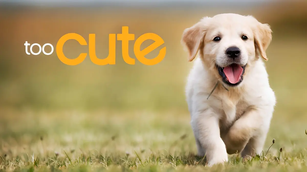 Too Cute Amis pour la vie