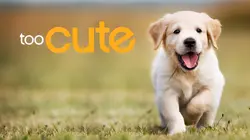 Too Cute Amis pour la vie