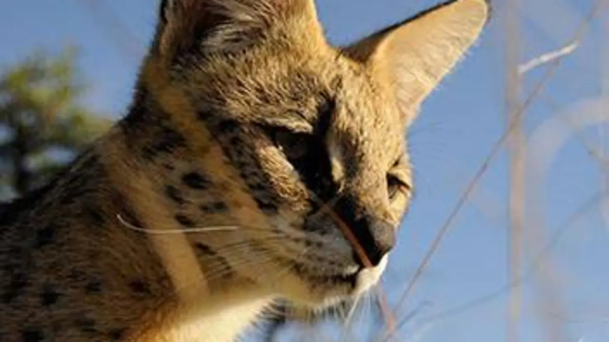 Vitesse mortelle dans la forêt