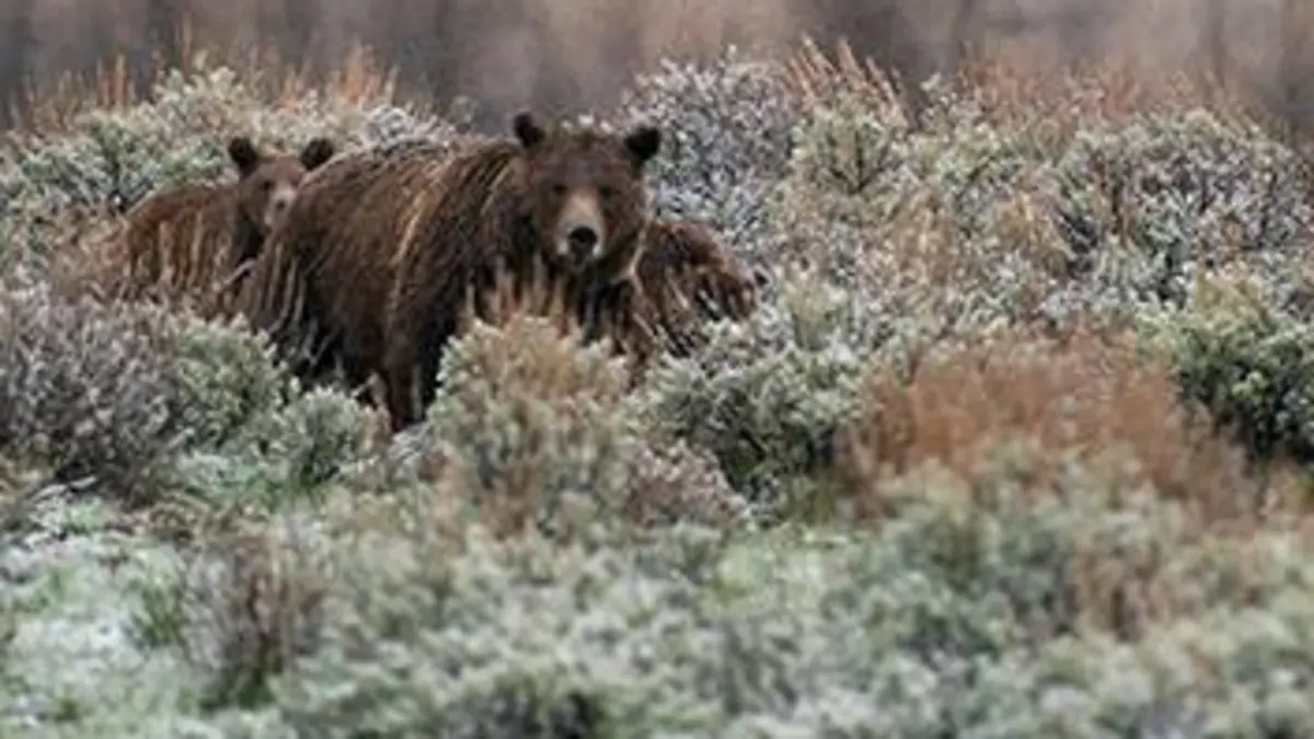 Yellowstone, au fil des saisons