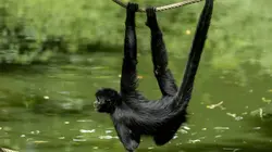 Zoo : le défi de demain