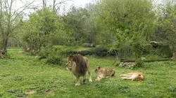 Zoo : le défi de demain