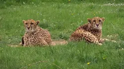 Zoo : le défi de demain