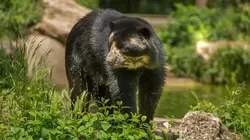 Zoo : le défi de demain