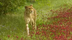 Zoo : le défi de demain