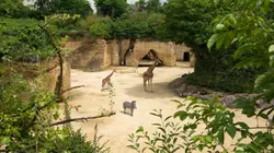 Zoo : le défi de demain