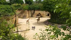 Zoo : le défi de demain