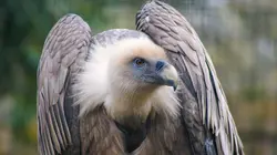 Zoo : le défi de demain Vautours en danger